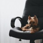 椅子に座る犬